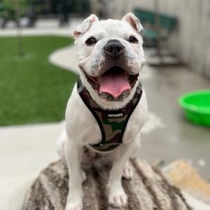 Meet your Posher, Rocky